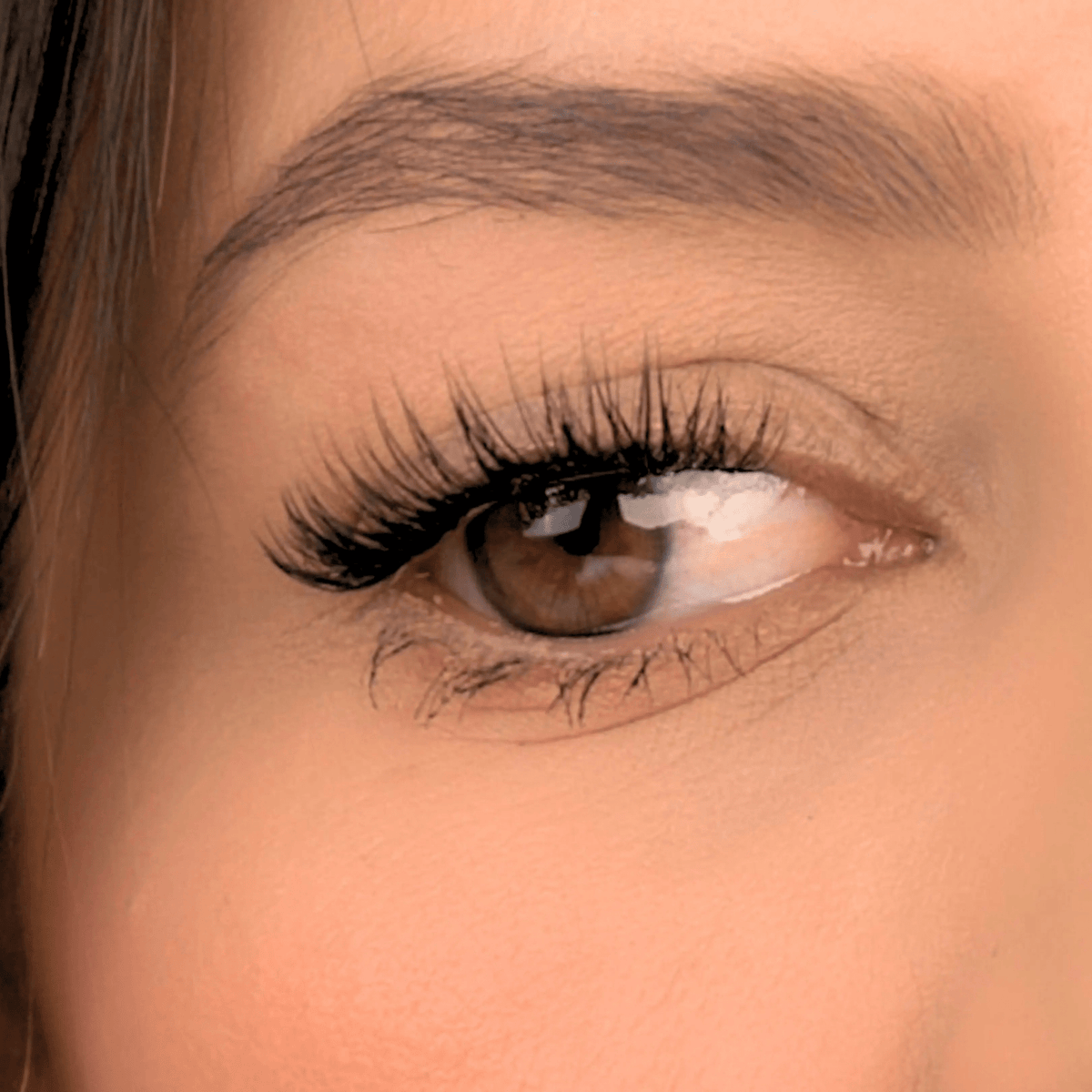 SENSUAL - Gazelle Lashes